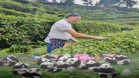 Recorrido por la elaboración del té verde y el panda
