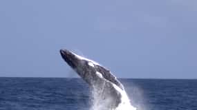 Moreton Island: Tangalooma Whale Watching & Dolphin Feeding