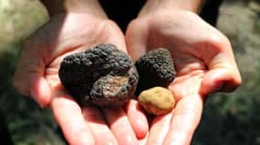 San Gimignano: caccia al tartufo con pranzo e degustazione di vini