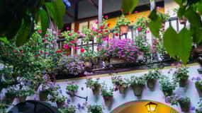 Visita guiada en español a los patios de Córdoba