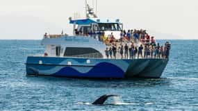 San Pedro: West Harbor LA Dolphin & Whale Watching Cruise