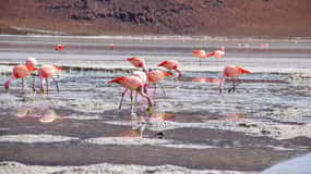 Uyuni: Excursão de 3 dias aos Salares com viagem a San Pedro de Atacama