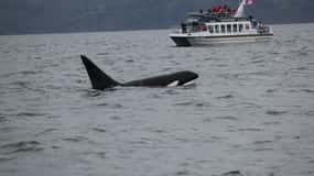 Victoria BC: Expeditie Catamaran Walvistour van 3 uur