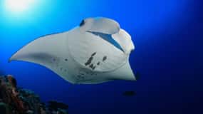 Big Island: Snorkeling con le mante - Garanzia Manta