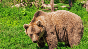Hoonah: Excursión costera por el Estrecho Helado a la Isla del Oso