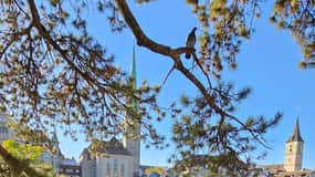 Zürich: Private Costumized Tour with Local Expert Tourguide
