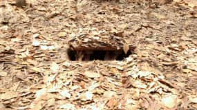 Ho Chi Minh Stadt: Cu Chi Tunnels Tour