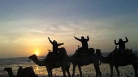 Essaouira: One Hour Dromedary Ride