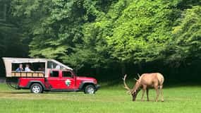4 HR. Guided Safari Jeep Eco Waterfall Adventure