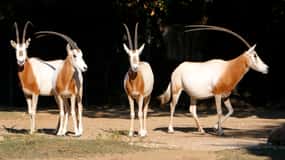 From Agadir: Souss Massa National Park Tour