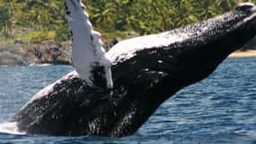 Samana: Whale Watching Tour