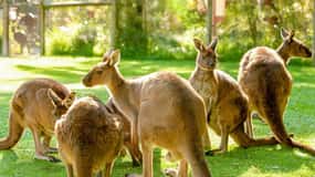 Healesville Sanctuary: General Admission Ticket