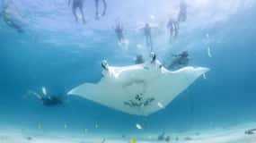 Bahía del Coral: Eco Safari Marino - Nado con Manta Rayas
