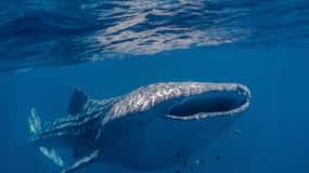 Bahía de Coral: Arrecife Ningaloo Nado y snorkel con tiburones ballena