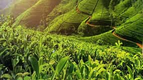 Nuwara Eliya: Tea Factory and Pickle Waterfalls Tuk Tuk Tour