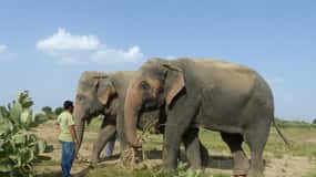 Jaipur: Amer fort, Hawa Mahal and Elefantastic Jaipur Tour