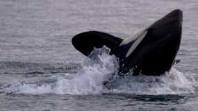 Виктория, Британская Колумбия: 3-часовой тур Ultimate Whale & Marine Wildlife Tour