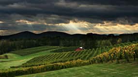 From Atlanta: North Georgia Wine Country Tour