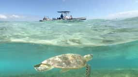 Noumea cruise ship terminal : Signal Island Swim with turtle