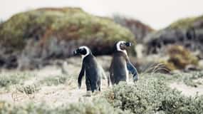 ケープタウン：ケープポイントとペンギンコロニーの一日ツアー