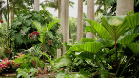 Barbados: Tour of Harrison's Cave & Hunte's Gardens