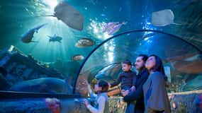 Gardaland SEA LIFE Aquarium: Open Datum Toegangsbewijs