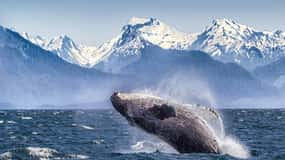 Hoonah: Excursión de avistamiento de ballenas en el Estrecho Helado