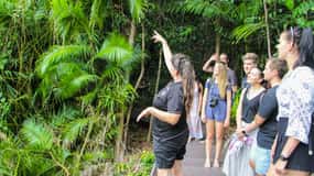 From Cairns: Daintree Wilderness & Cape Tribulation Bus Tour