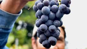 Quito: tour di mezza giornata dei vigneti d'alta quota e degustazione di vini