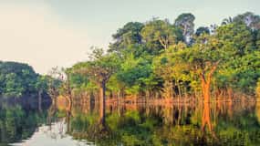 Manaus: Amazon Jungle Half-Day Walking Tour
