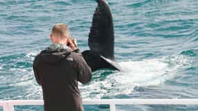 Augusta: Whale Watching Tour