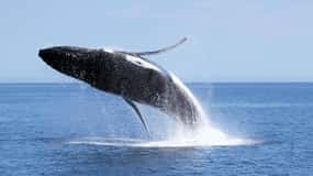 Dunsborough Excursión de avistamiento de ballenas
