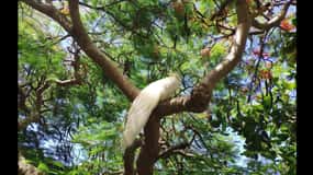Noumea: Botanical Park & Zoo Trip from Cruise Ship Terminal