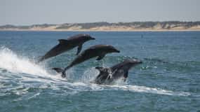 Koombana Bay: Dolphin Eco Cruise