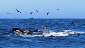 Bahía Bremer: Expedición Orca del Cañón Bremer