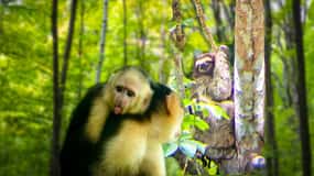 Panamá: Excursão ao Habitat do Macaco e da Preguiça no Panamá