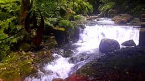 From Funchal: São Jorge Valleys Levada Walk