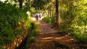Madeira: Paradise Valley Levada Walk