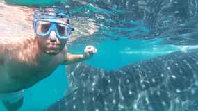 Oslob: Valhajar, Inambakan Falls & Moalboal Sardines