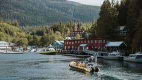 Telegraph Cove: Passeio de 3 horas para observação de baleias num barco Zodiac