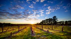 From Melbourne: Mornington Peninsula Food & Wine Taste Trail