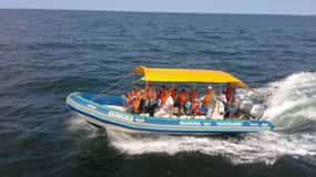 Durban: Durban: Whale and Dolphin Watching Boat Tour