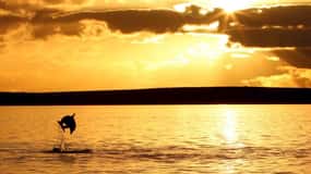 Poreč: Crociera Safari con delfini al tramonto con bevande