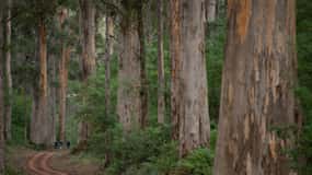 From Pemberton: Half-Day Beach and Forest Eco Adventure
