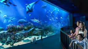 Cingapura: S.E.A. Aquarium Entrance E-Ticket