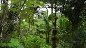 El Yunque National Rainforest: Nature Walk and Beach Trip