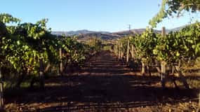 From Taormina: Etna Wineries Small Group Tour