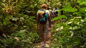 Rainforest Hike with Windfield Estate & Romney Manner Tour