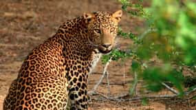 Da Negombo: Safari del Parco Nazionale di Wilpattu con tour guidato di un giorno