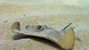 Las Canteras Scuba Diving